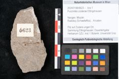 Foto (Objekt + Etikett) von Puccinites zosterae Ettingshausen (NHMW-GEO-2024-0188-6623)